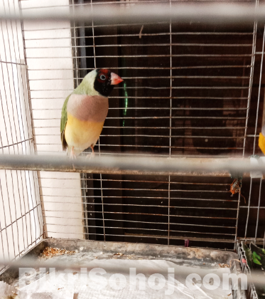 white bengali finch